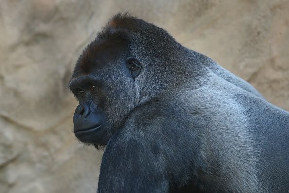Ebola tue gorilles, les chimpanzés du monde