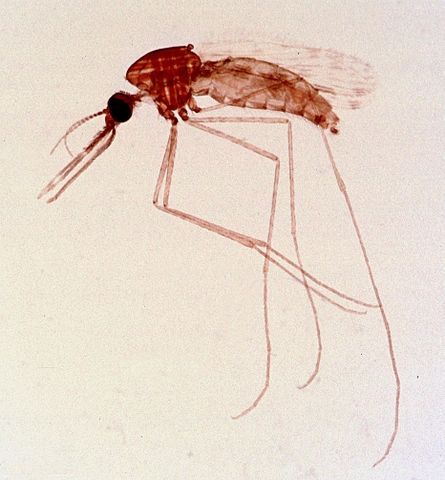 Moustique femelle anophèle du genre, monté sur lame de microscope