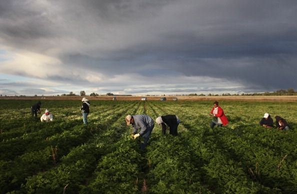 Colorado Ferme souffre la main-d'œuvre immigrante