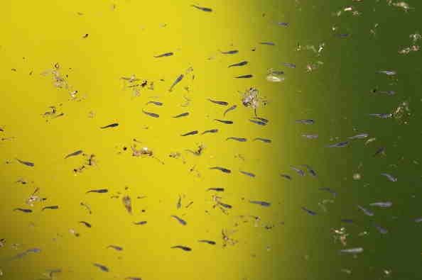 Offspring Mosquito Offspring Mosquito