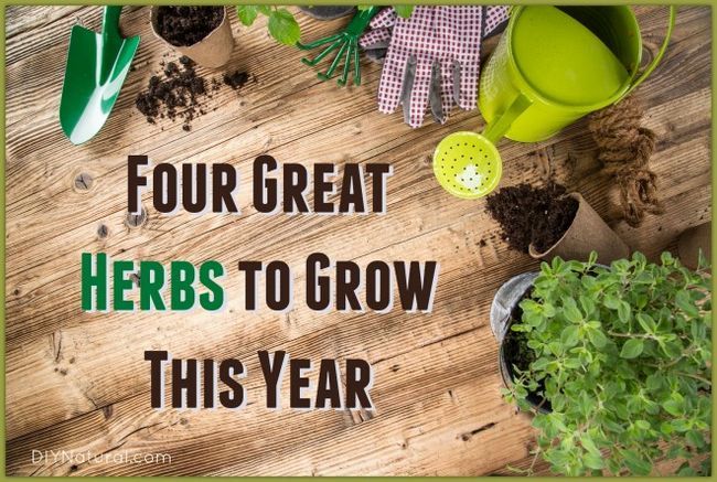 Quatre doit cultiver des herbes pour votre jardin cette année