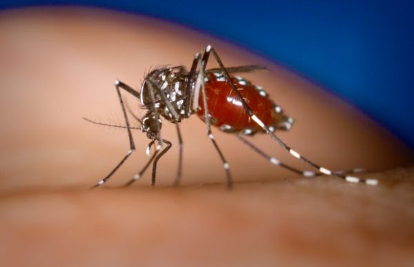 Les moustiques Aedes aegypti et Aedes albopictus sont les vecteurs de la maladie virale Chikungunya qui est répandue dans les régions tropicales.