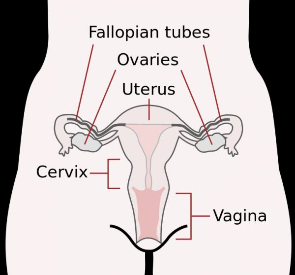 Les femmes ont retrouvé leur fertilité avec succès une greffe de leur propre tissu ovarien.