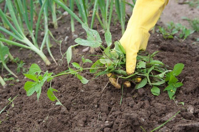 8 façons naturelles To Kill Jardin mauvaises herbes