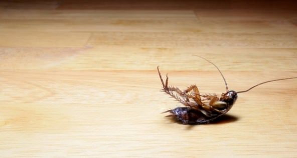 Débarrassez-vous de cafards naturellement et rapides Remèdes maison