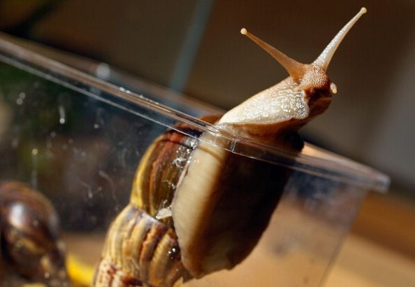 Escargot géant africain découvert dans la banlieue de Miami, malgré programme d'éradication