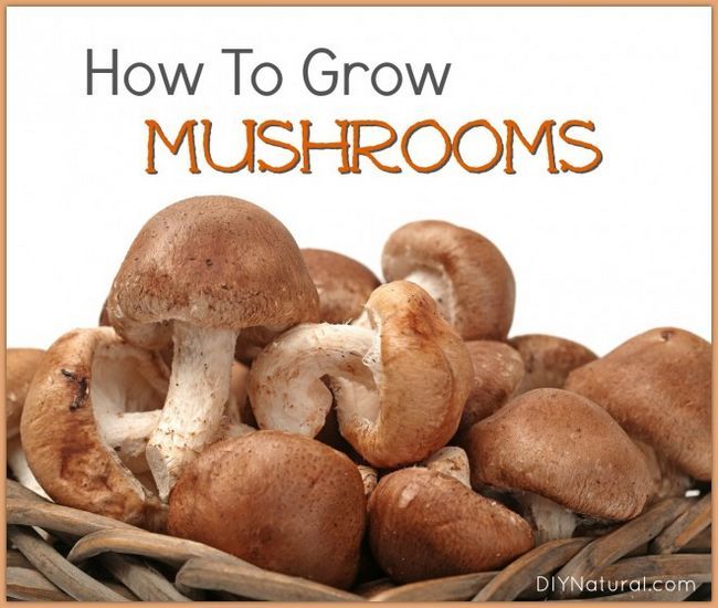 Cultivez vos propres champignons naturellement à la maison!