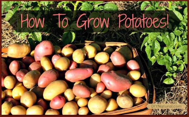 Croissante des pommes de terre est facile et amusant