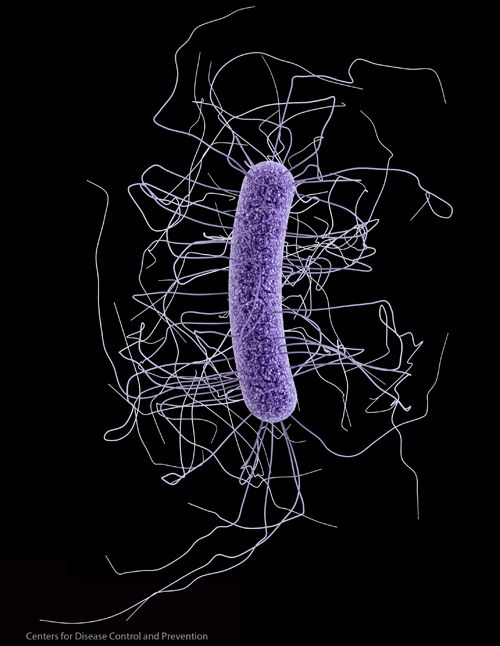 Un microbe C. Difficle, la cause des infections gastro-intestinales graves et la mort aux États-Unis