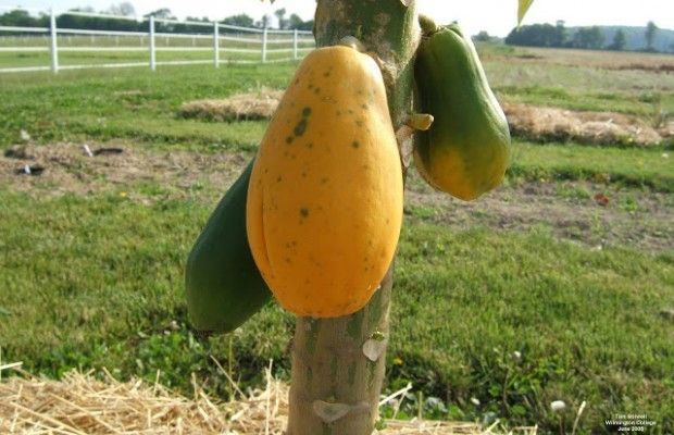 Papaya fruit mûr