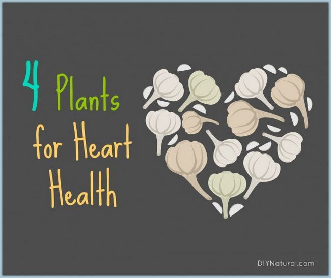 La santé cardiaque et thérapie de soutien avec des plantes