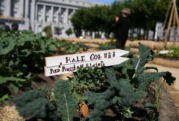 Jardin organique à San Francisco City Hall Favorise mouvement Slow Food