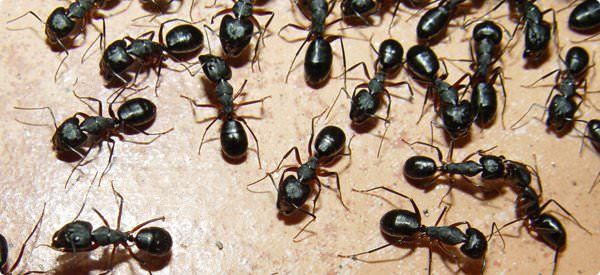 Se débarrasser des fourmis naturellement dans Cuisine