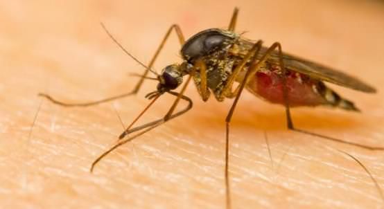 Accueil recours pour le traitement du paludisme Naturellement