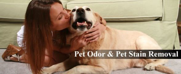 Solutions maison pour Retirer Pet Stains et élimination des odeurs de tapis et d'accueil