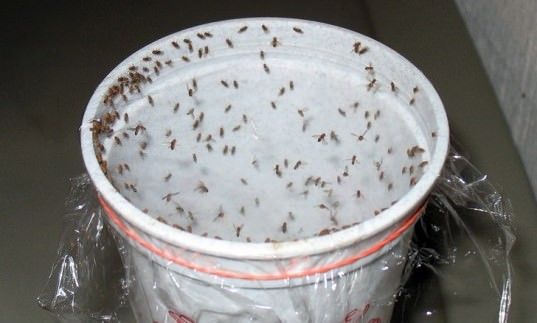 Pièges faits maison pour se débarrasser des mouches des fruits (sans produits chimiques)