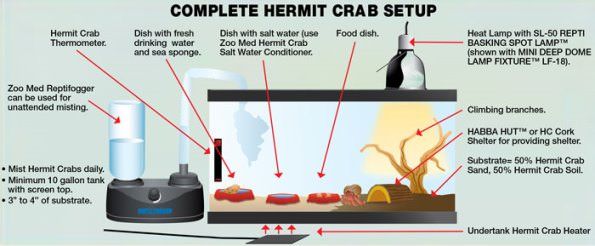 Comment prendre soin de Hermit Crabs