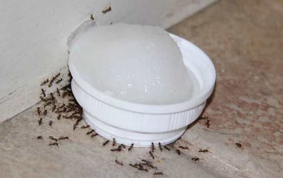 Comment se débarrasser des fourmis naturellement sans les tuer