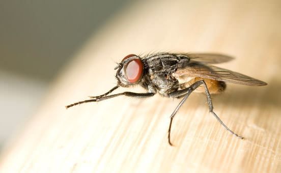 Comment se débarrasser des mouches à la maison