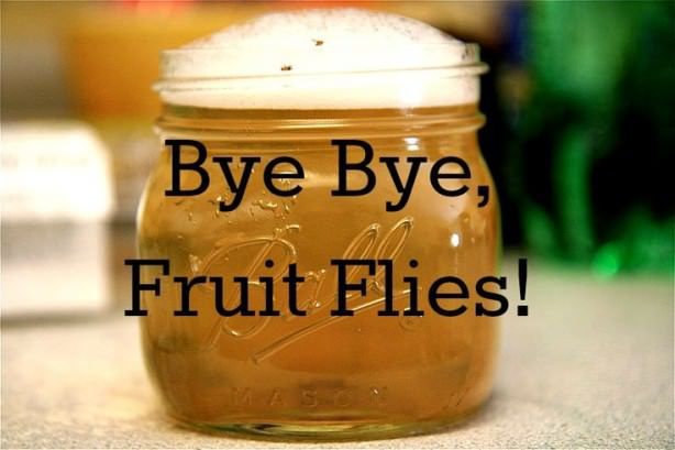 Se débarrasser des mouches de fruits