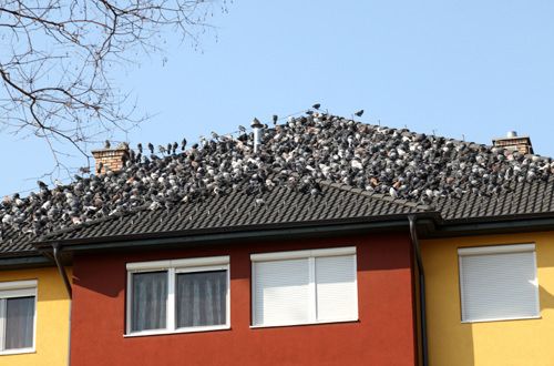 Comment se débarrasser des pigeons