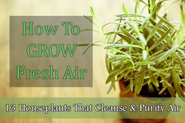 Comment faire pousser de l'air frais: 13 plantes d'intérieur qui nettoient et purifient l'air