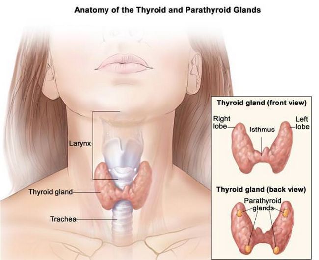 Comment guérir votre thyroïde Naturellement