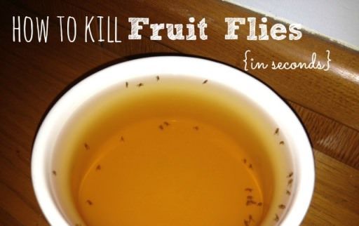 Comment tuer les mouches de fruits