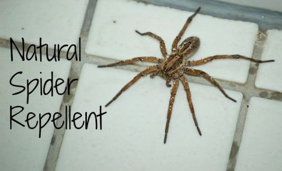 Comment faire de Spider répulsif à la maison