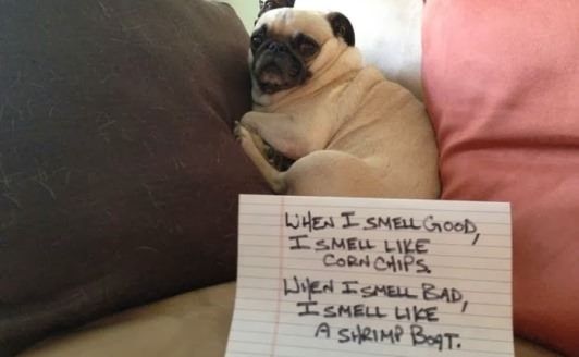 Comment faire de votre chien une meilleure odeur