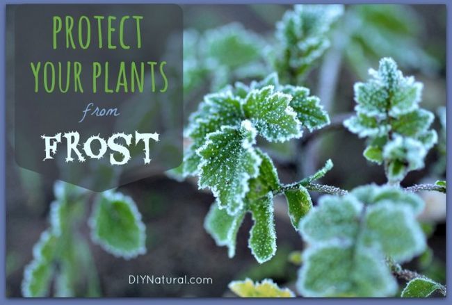 Comment protéger vos plantes contre le gel