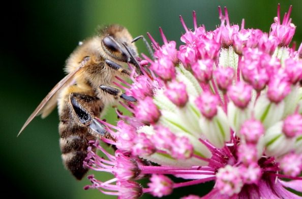 Une nouvelle étude indique que le résultat de la perte de pollinisateurs comme cette abeille pourrait être malnutrition dans le monde.