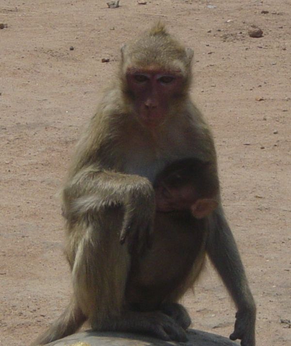 Épidémie de l'infection à l'installation des primates: inspecteur n'a pas infecté des singes