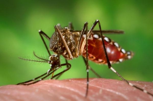 Japon éprouve dengue rare épidémie de fièvre