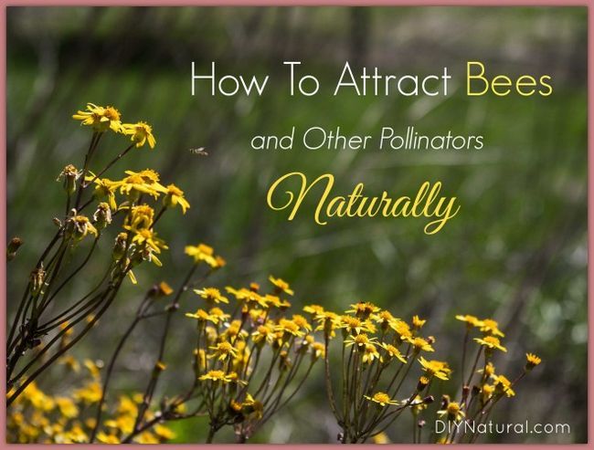 Apprenez comment attirer les pollinisateurs naturels