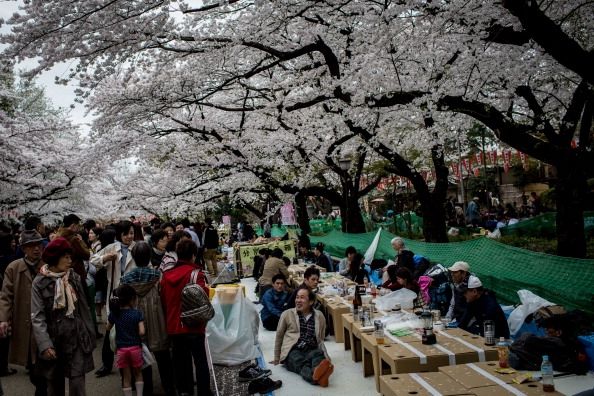 Japanese Cherry Blossom Profitez Saison