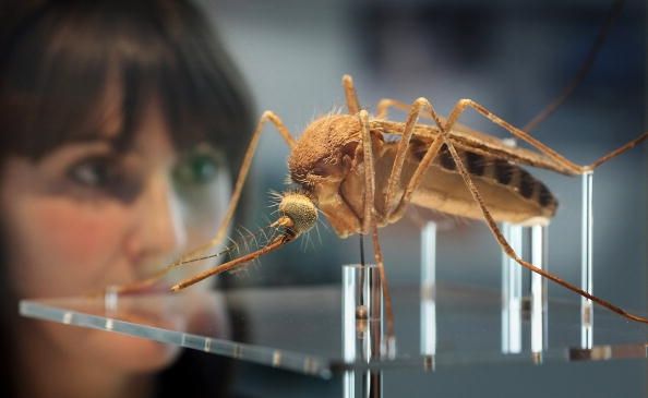 Mosquito produit une protéine qui peut aider à traiter le cancer