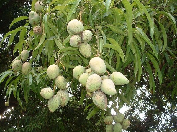 Mangos sont l'une des la plupart des fruits populaires pour une bonne raison