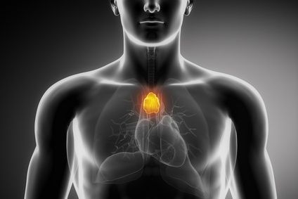 Les scientifiques sont capables de croître un organe thymus fonctionnel dans des sujets animaux.
