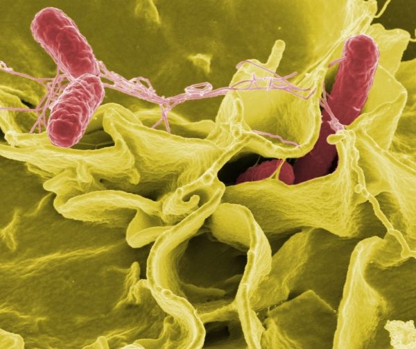 Microbiologistes: votre ensemble unique de germes vous suivent partout