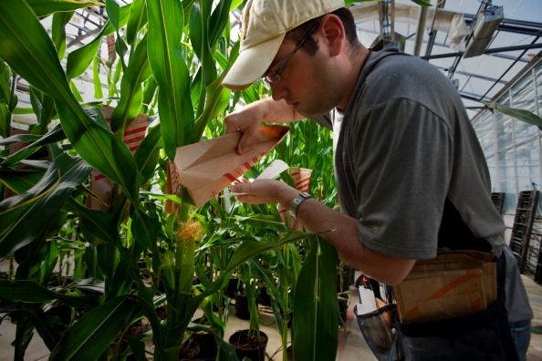 A l'intérieur des serres de Monsanto A l'intérieur des serres de Monsanto