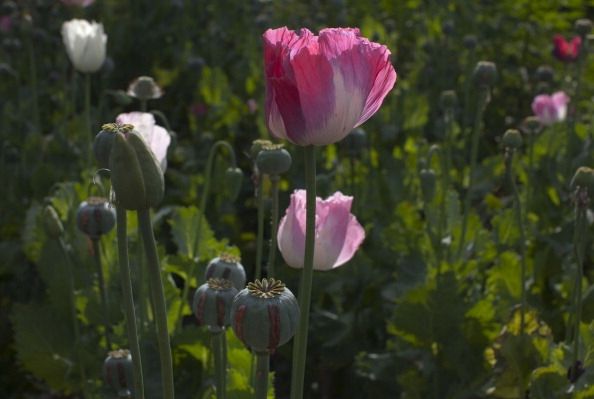 Le pavot à opium est la source de l'opium, de la morphine et l'héroïne, mais bientôt la morphine peut être faite dans le laboratoire. Le pavot à opium est la source de l'opium, de la morphine et l'héroïne, mais bientôt la morphine peut être faite dans le laboratoire.