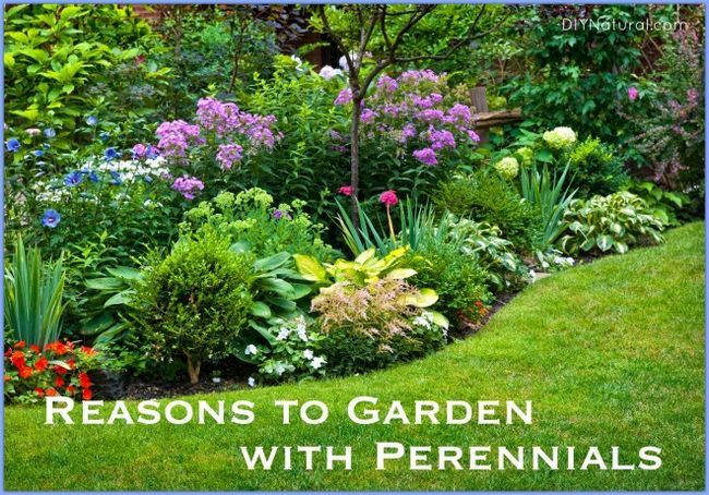 Mon top cinq raisons de jardin avec des plantes vivaces