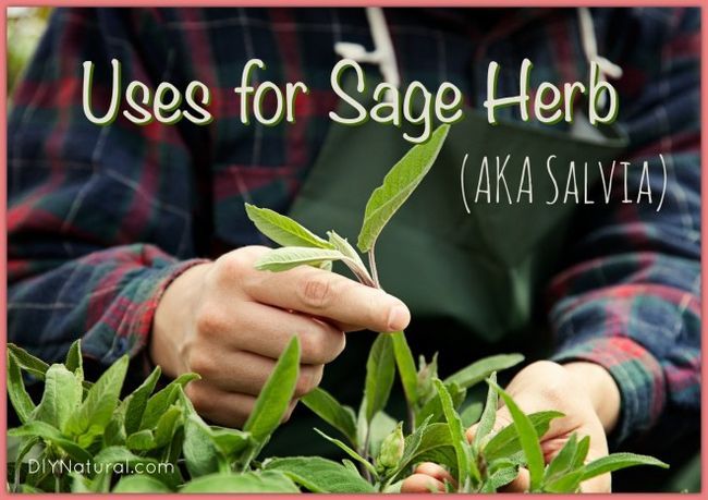 Sage Herb Salvia usine