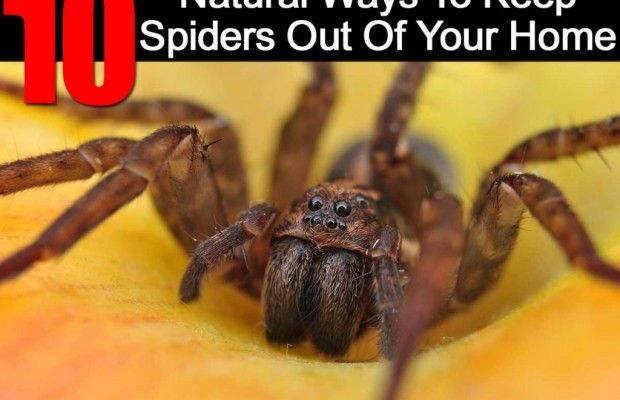 Voies naturelles pour garder araignées hors de votre maison