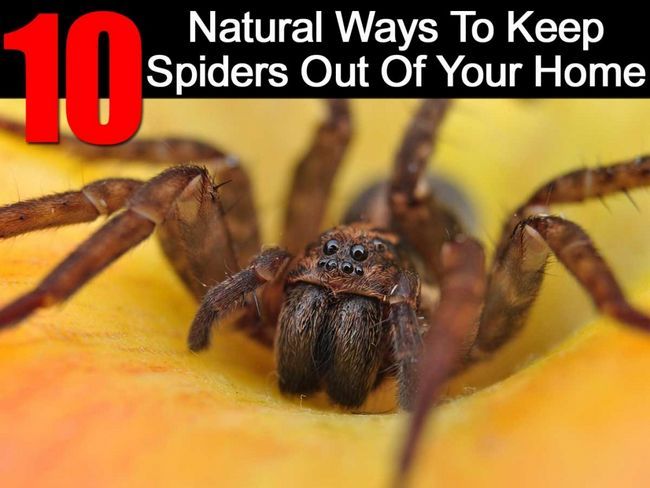 Voies naturelles pour garder araignées hors de votre maison