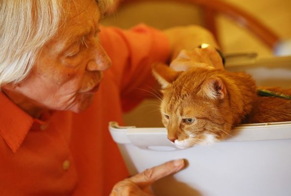 Un patient avec des animaux de démence un chat dans une maison de soins infirmiers. Le nombre de personnes atteintes de démence dans le monde entier est à la hausse.
