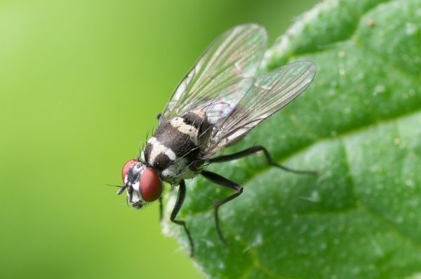 Une nouvelle étude menée sur des mouches par une équipe australienne de chercheurs peut donner le mérite à l'idée qu'une femme's offspring can posssess traits of their previous partners. 