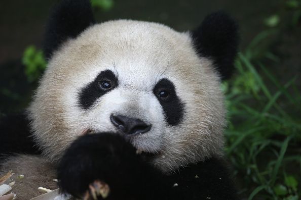 Le plus ancien panda géant détient désormais deux records du monde Guinness