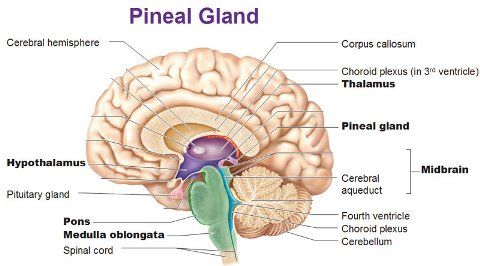 Comment ouvrir Third Eye glande pinéale